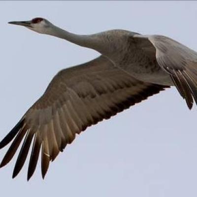 Sandhill Crane. Photo by Joseph V. Higbee.