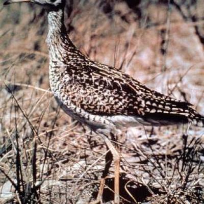 Upland sandpiper. Photo courtesy of Washington Department of Fish and Wildlife.