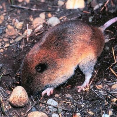 Figure 1. Mazama pocket gopher. Photo by Bill Leonard.