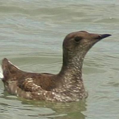 Adult marbled murrelet in breeding plumage. Pacific Southwest Research Station, U.S. Forest Service.