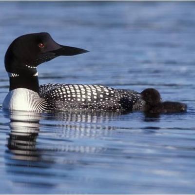 Adult male common loon and chick on North Twin Lake, Ferry County, Washington. Photo by Dan Poleschook.