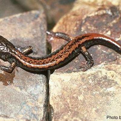 Larch mountain salamander. Photo courtesy of Washington Department of Fish and Wildlife.