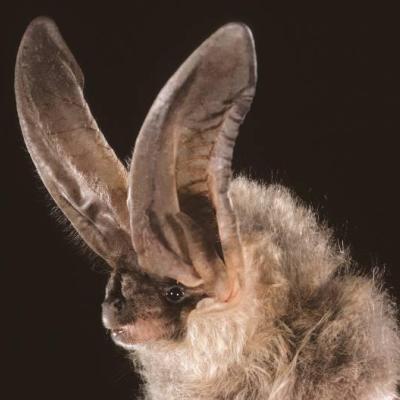Townsend's big-eared bat. Photo by Bat Conservation International.
