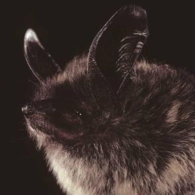 Keen's myotis. Photo by Bat Conservation International.