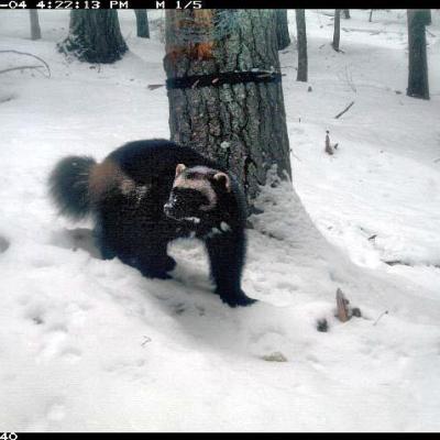 Wolverine (Gulo gulo). Photo: Washington Department of Fish and Wildlife