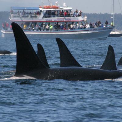 Killer whales and boat in Puget Sound. Photo courtesy of NOAA.
