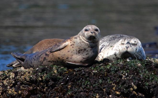 Harbor Seal Monitoring in the San Francisco Bay Area (U.S.