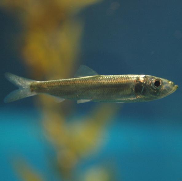 Pacific herring (Clupea pallasii). Photo: Daiju Azuma (CC BY-SA 2.5) https://commons.wikimedia.org/wiki/File:Clupea_pallasii_by_OpenCage.jpg