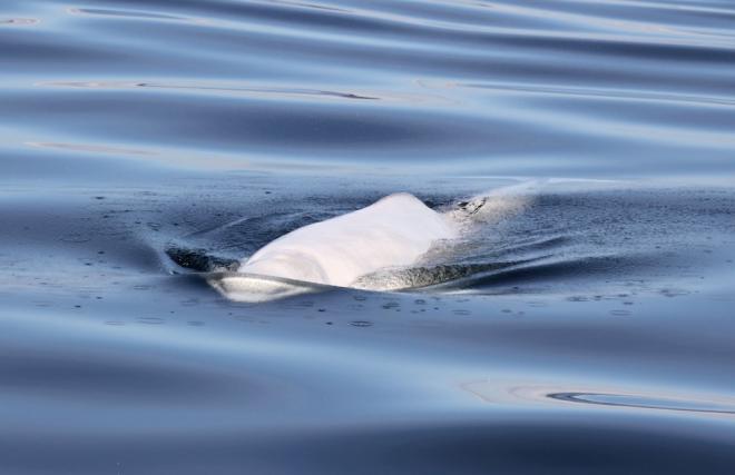 A white beluga whale swimming near the surface of the water.