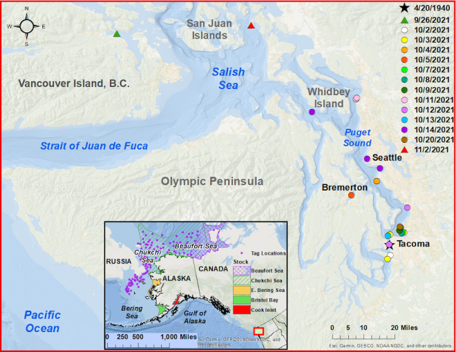 Map showing sightings of the beluga whale during the period of 3-17 October 2021. The confirmed 1940 sighting of a lone beluga (purple star) and an unconfirmed sighting of a beluga off Vancouver Island (green triangle) are also shown.
