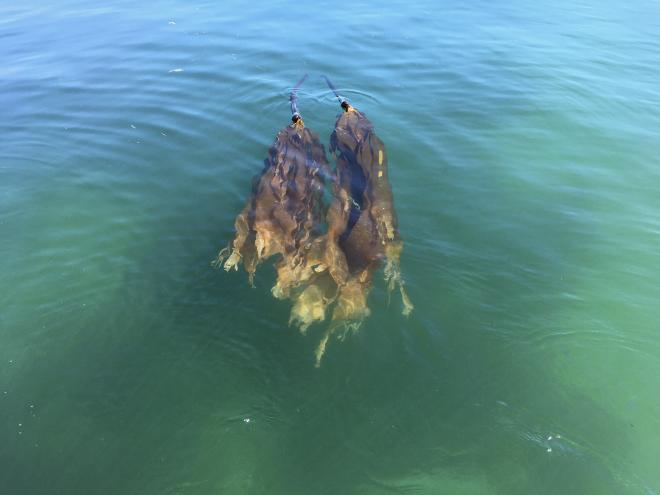 Kelp blades float near a monitoring site in Puget Sound. Photo by Eric Wagner. 