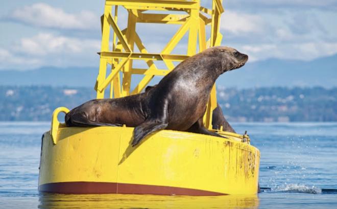 A Steller sea lion on a sitting on yellow navigation buoy surrounded by water.