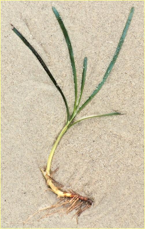 Eelgrass plant and root. Photo by Jeff Gaeckle. 