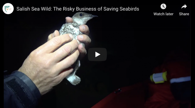 A still from an episode of "Salish Sea Wild." Image courtesy of the SeaDoc Society.