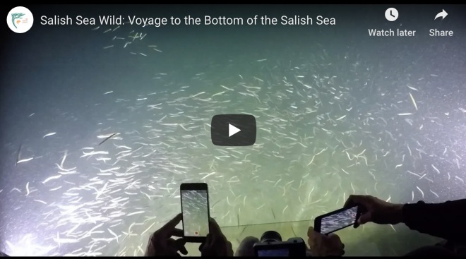 A still from an episode of "Salish Sea Wild." Image courtesy of the SeaDoc Society.