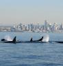 New theories are rethinking how toxic chemicals like PCBs enter Puget Sound's endangered orca populations. Photo courtesy of NOAA. 