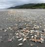 Massive die-offs of Dungeness crab off the Pacific Northwest Coast have been attributed to dangerously low oxygen levels. Once dead, the aquatic crabs often wash up on beaches, as seen here on Kalaloch Beach on June 14, 2022. Photo: Jenny Waddell/NOAA