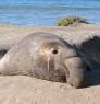 An adult elephant seal resting on the shore with water in the background.