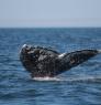Tail of a gray whale showing above water