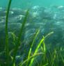 Underwater view of a school of herring swimming through eelgrass.