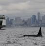 J27, a 32-year-old male orca named Blackberry, cruises off the Seattle waterfront in October 2012. Blackberry’s community, the endangered Southern Resident killer whales, are impaired by a high rate of inbreeding. Photo: National Marine Fisheries Service, taken under permit #16163