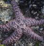 A purple sea star attached to a rock covered with mussels and seaweed.