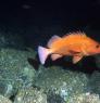 An adult yelloweye rockfish foraging for prey. Photo: Victoria O'Connell