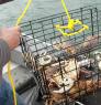 A person holding a rope attached to a wire cage holding recently captured Dungeness crabs.