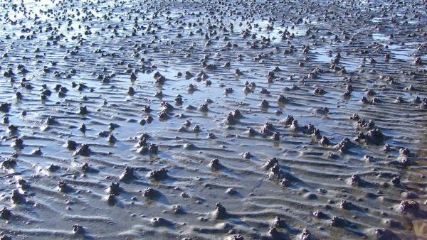 Mudflats at low tide with numerous small mounds of sediment