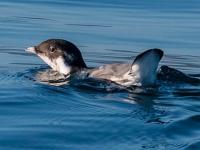 Synthliboramphus antiquus