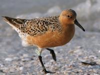 Calidris canutus