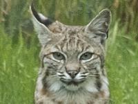 Lynx rufus