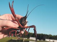 Procambarus clarkii
