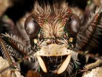 Cicindela tranquebarica