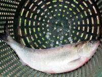 Alosa sapidissima