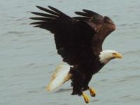 Haliaeetus leucocephalus