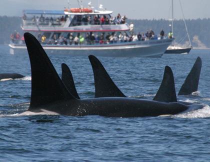 Killer whales and boat in Puget Sound. Photo courtesy of NOAA.