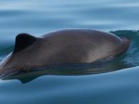 Harbor porpoise