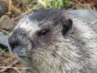 Marmota caligata