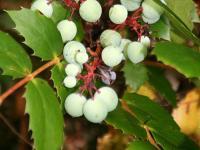 Mahonia nervosa