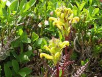 Pedicularis rainierensis