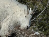 Oreamnos americanus