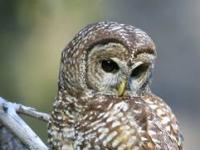 Strix occidentalis caurina