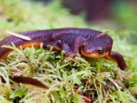 Taricha granulosa