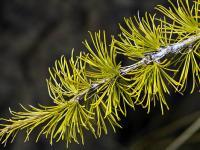 Larix lyallii