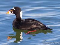 Melanitta perspicillata