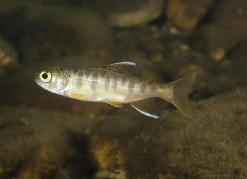 Juvenile coho salmon. Photo courtesy of NOAA.