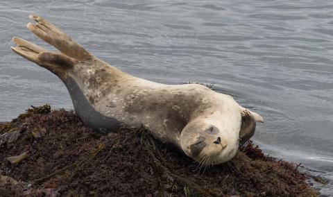 Harbor seal. Photo: Ingrid Taylar (CC BY-NC 2.0)