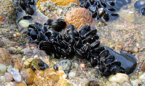 Blue mussel, Mytilus edulis. Photo: Andreas Trepte (CC BY-SA-2.5) http://upload.wikimedia.org/wikipedia/commons/3/32/Blue_mussel_Mytilus_edulis.jpg  Blue mussel, Mytilus edulis. Photo: Andreas Trepte (CC BY-SA-2.5) http://upload.wikimedia.org/wikipedia/commons/3/32/Blue_mussel_Mytilus_edulis.jpg