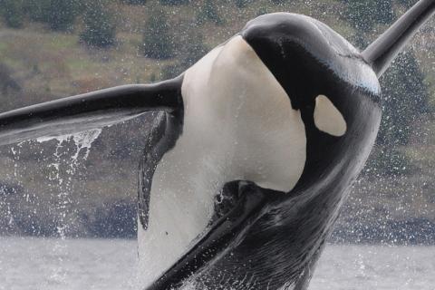Southern resident killer whale breaching. Image courtesy of NOAA